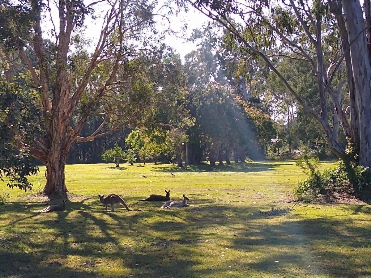 Lake Weyba Noosa Lodge & Kangaroos 페레지안 비치 외부 사진