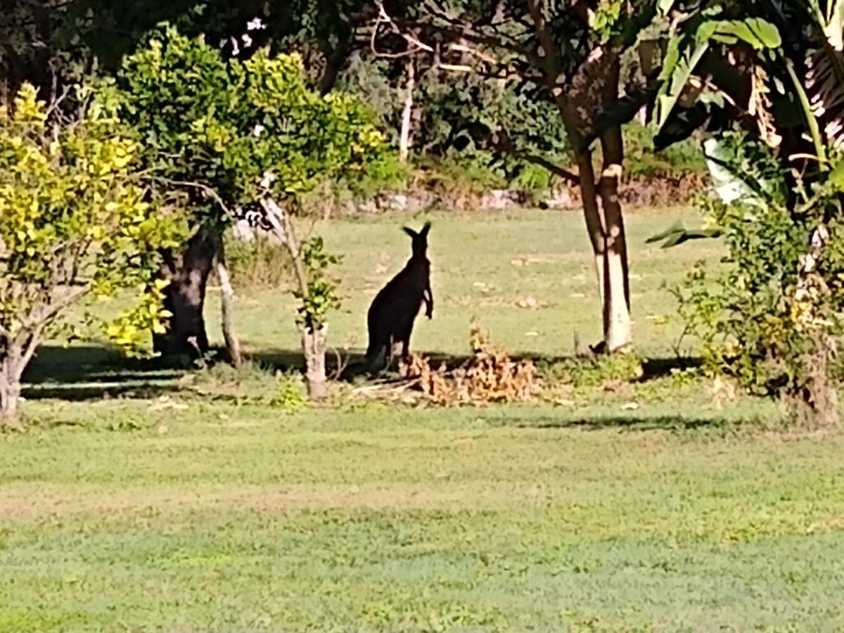 Lake Weyba Noosa Lodge & Kangaroos 페레지안 비치 외부 사진