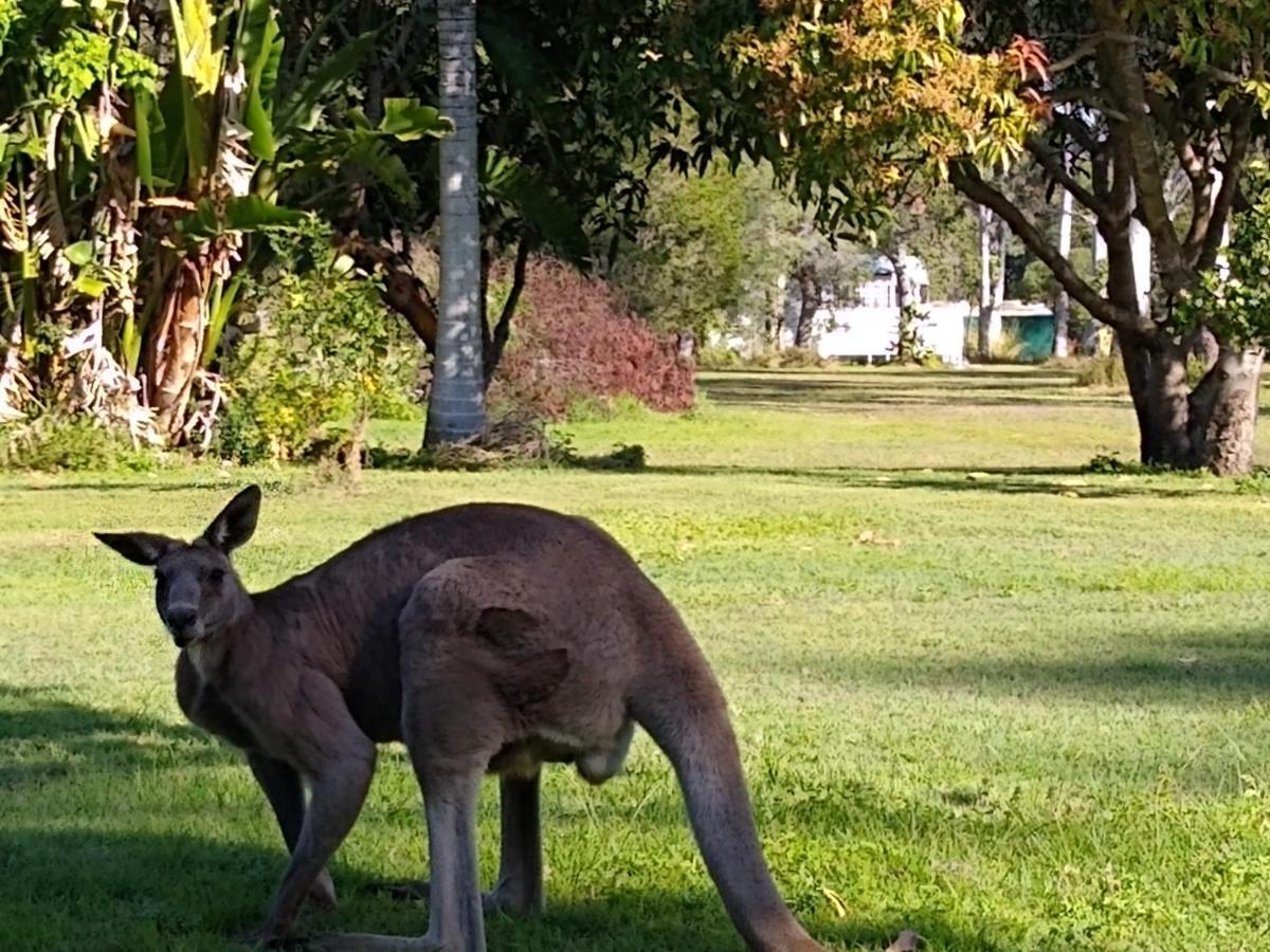 Lake Weyba Noosa Lodge & Kangaroos 페레지안 비치 외부 사진