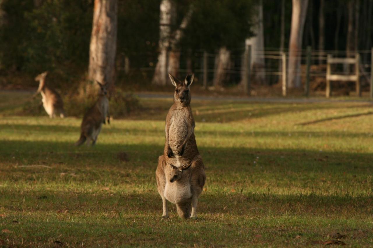 Lake Weyba Noosa Lodge & Kangaroos 페레지안 비치 외부 사진