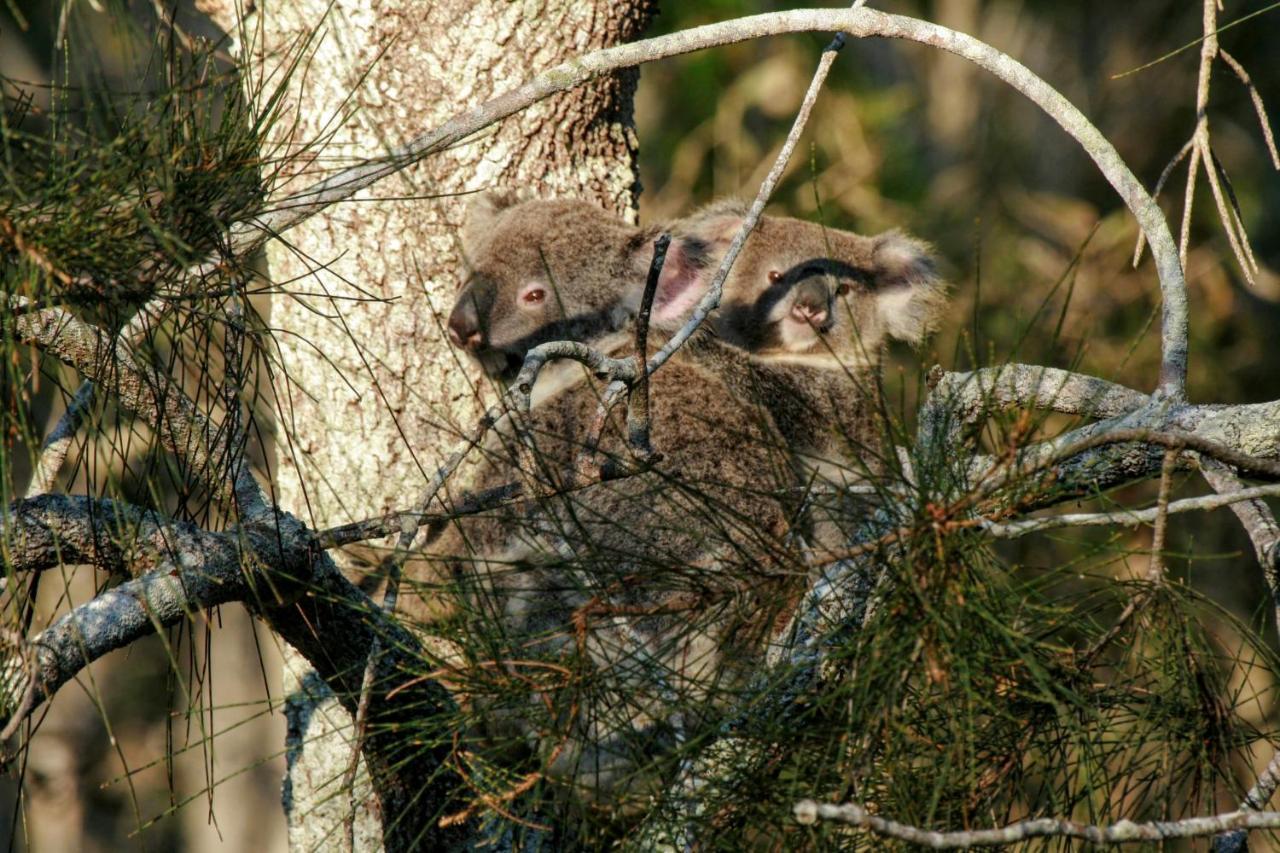 Lake Weyba Noosa Lodge & Kangaroos 페레지안 비치 외부 사진