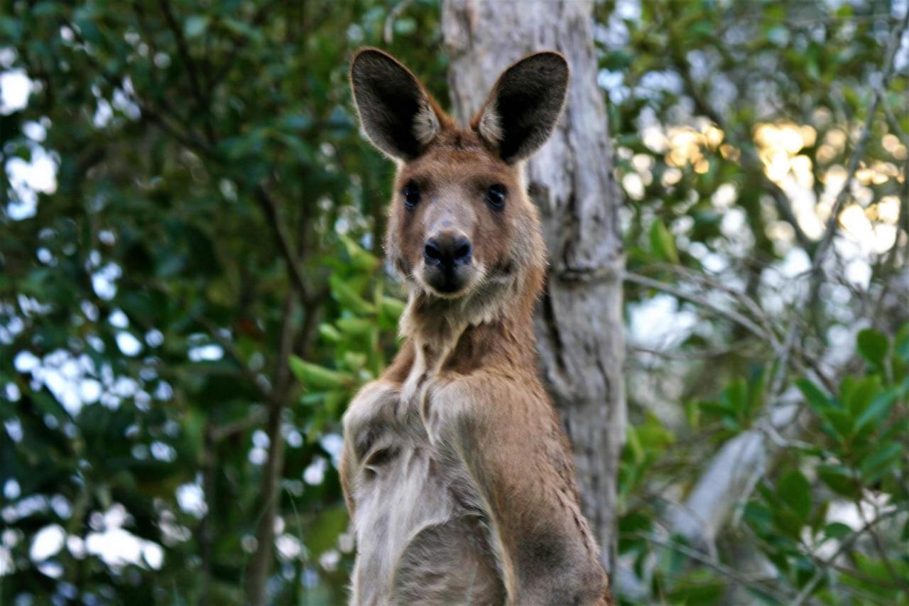 Lake Weyba Noosa Lodge & Kangaroos 페레지안 비치 외부 사진