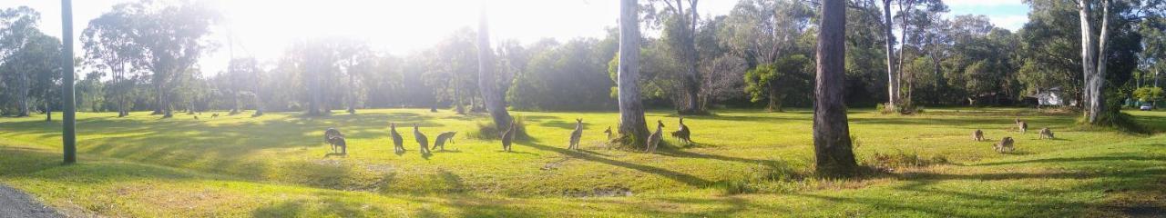 Lake Weyba Noosa Lodge & Kangaroos 페레지안 비치 외부 사진