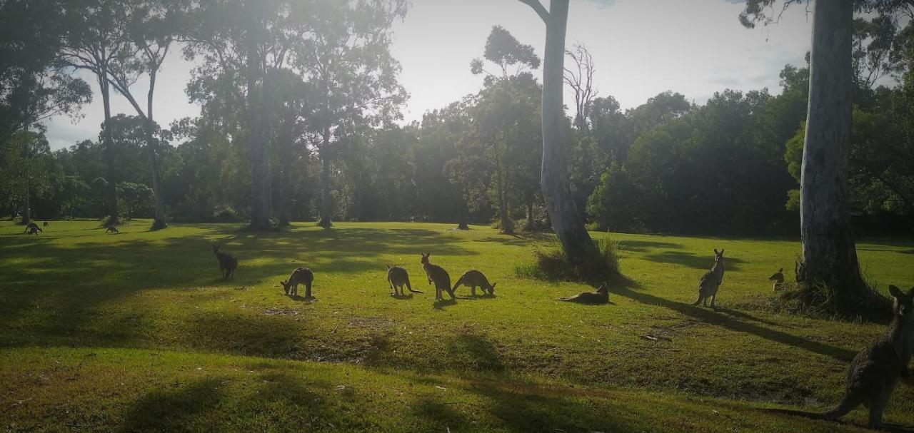 Lake Weyba Noosa Lodge & Kangaroos 페레지안 비치 외부 사진