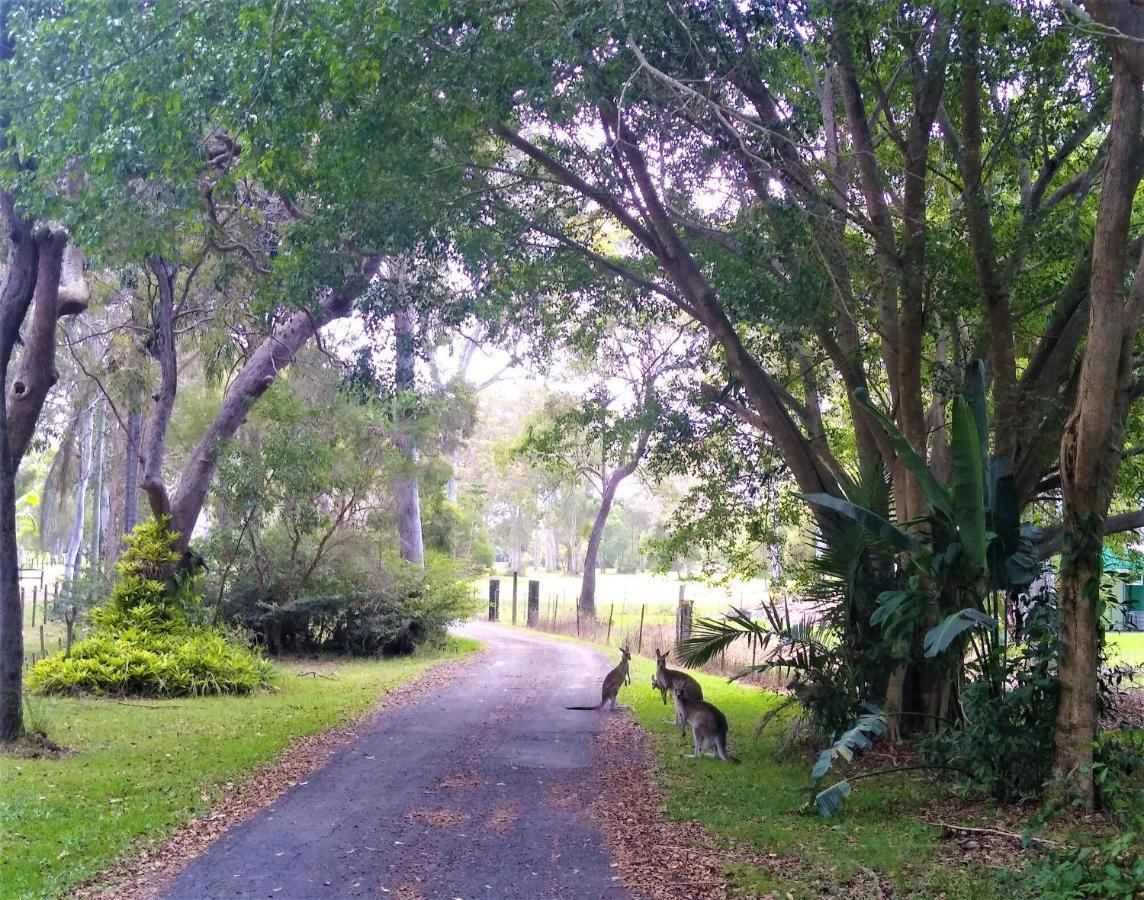 Lake Weyba Noosa Lodge & Kangaroos 페레지안 비치 외부 사진